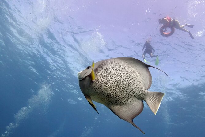 A grey angelfish close to the lens, two snorkelers on the surface behind it