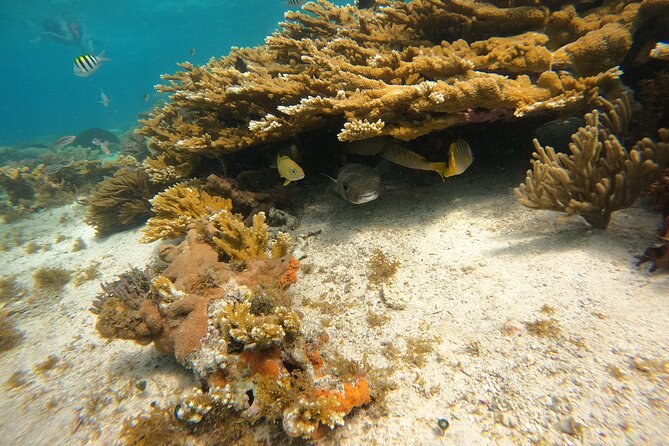 A ledge of coral over white sand, small fish sheltering under it