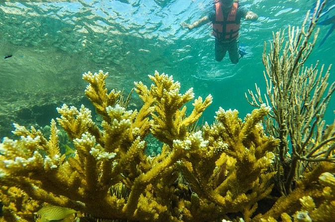 Branching elkhorn coral in the foreground, a snorkeler in a life jacket beyond