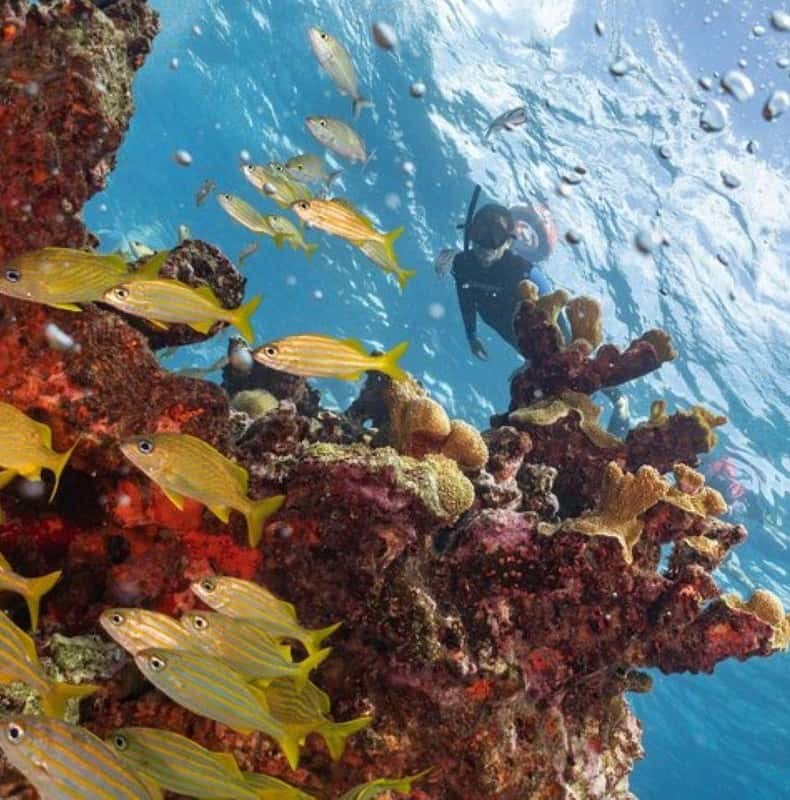 Isla Mujeres: Snorkel Tour at Musa and Manchones Reef