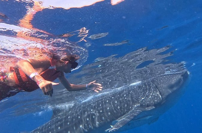 Private Whale Shark Adventure in Isla Mujeres and Cancun