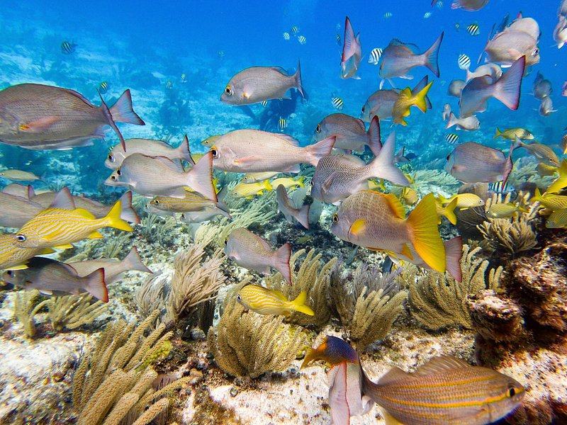 Grunts, snappers and yellowtails swimming over soft coral and sea fans
