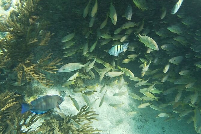 A school of silvery fish and a blue tang in shallow water over coral