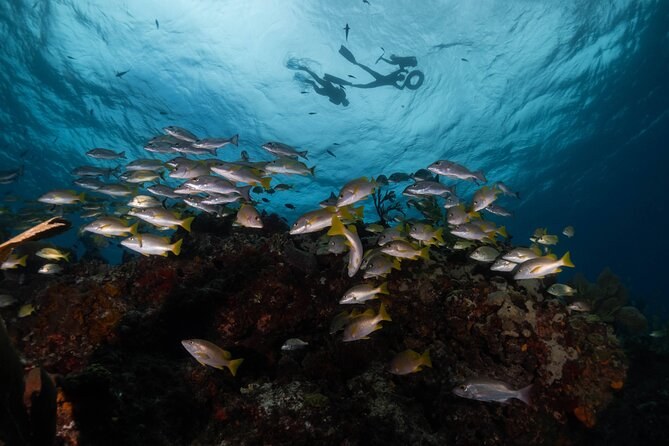 A school of snappers over a dark reef, a diver far above them