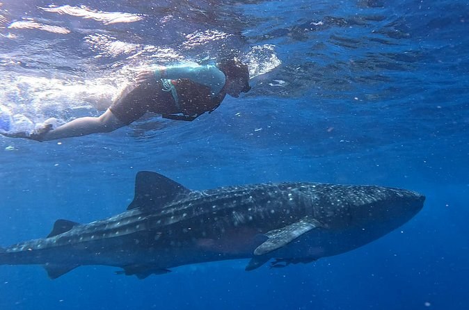 A snorkeler swimming on the surface above a whale shark