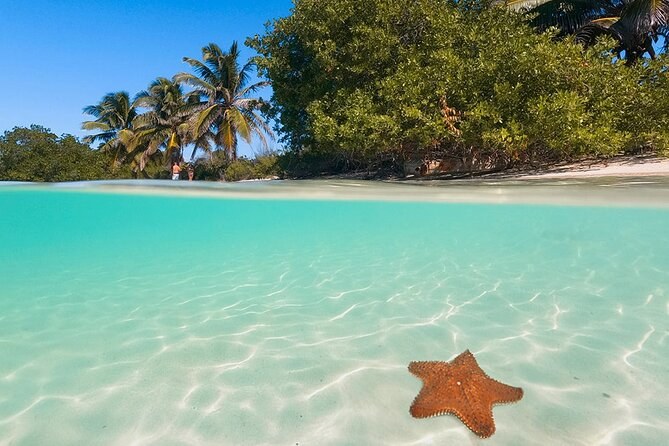 An orange starfish on the sand in knee-deep turquoise water