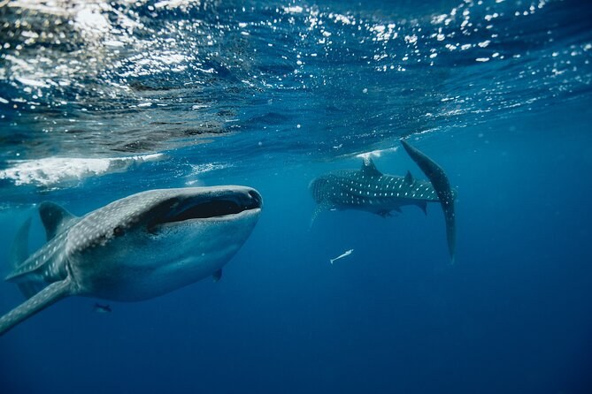 Two whale sharks swimming just below the surface