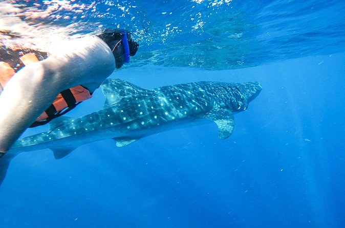 Whale Shark Adventure in Isla Mujeres and Cancun