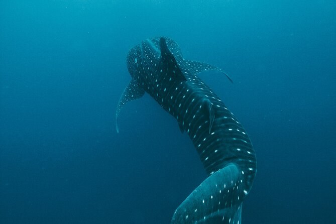 A whale shark curving down into deep blue water
