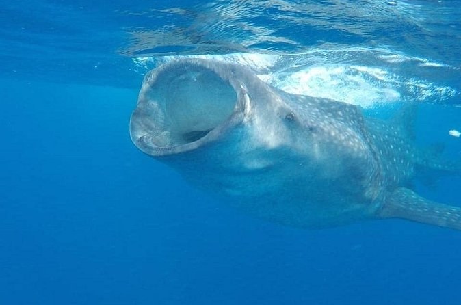 A whale shark feeding at the surface, its wide mouth open