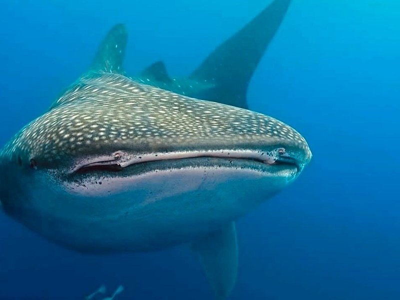 A whale shark swimming head-on towards the camera, its white spots clear