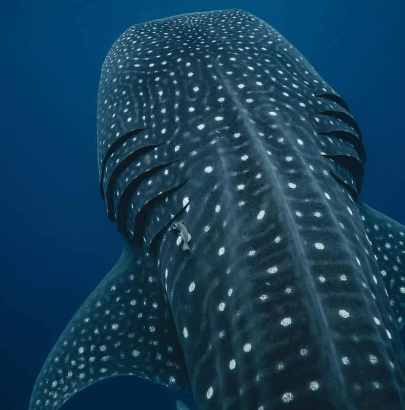 Whale Shark swimming ocean safari all included tour
