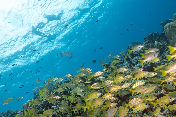 Yellow grunts crowding a reef slope, snorkelers silhouetted on the surface